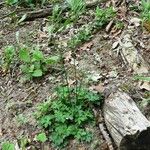 Sanicula europaea Blad