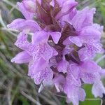 Dactylorhiza praetermissa Drugo