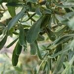 Atriplex glauca Blad