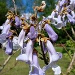 Paulownia tomentosaBlomst