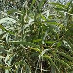 Acacia harpophylla Blad