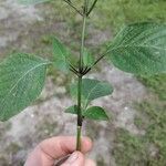 Ruellia blechum Bark