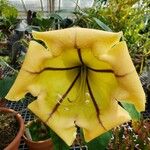 Solandra maxima പുഷ്പം