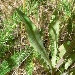 Crepis nicaeensis Foglia