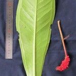 Anthurium hacumense Other