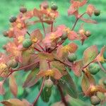 Euphorbia griffithii Flor