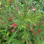 Grevillea rosmarinifolia Habit