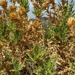 Carthamus arborescens Hoja