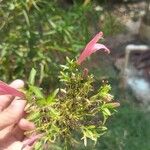 Dianthera secunda Kwiat
