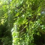 Pterocarpus lucens Habit