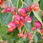 Euonymus japonicus Fruit