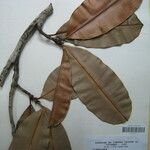 Elvasia macrostipularis Други