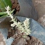 Sedum hemsleanum Leaf