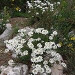 Iberis sempervirens Habitat