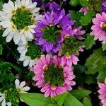 Scaevola aemula Flower