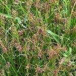 Juncus compressus Floare