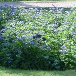 Ageratum houstonianumΛουλούδι