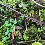 Cardamine flexuosa Blatt