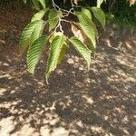 Carpinus japonica Leaf