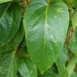 Passiflora maliformis Leaf