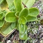 Veronica bellidioides Blad