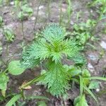 Urtica urensBlad