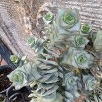 Crassula perforata Folha