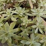 Sedum palmeri ഇല