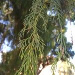 Cupressus pendula 葉