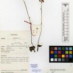 Habenaria occidentalis Otro