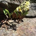 Dendrobium speciosum Flower