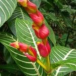 Sanchezia oblonga Flower