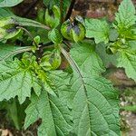 Nicandra physalodes 叶