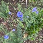 Linum pratense Кветка