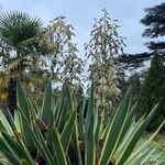 Yucca gloriosaপাতা