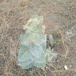 Calotropis giganteaফুল