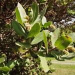 Arctostaphylos regismontana Vivejo