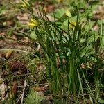 Gagea spathacea Агульны выгляд