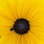 Rudbeckia fulgida Цвят