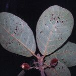 Sloanea rufa Folla