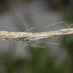 Helictochloa bromoides Fruto