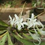 Cyrtorchis chailluana Flower