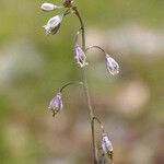 Thysanocarpus curvipes Συνήθη χαρακτηριστικά