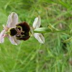 Ophrys fuciflora പുഷ്പം