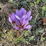 Crocus sativus Fula