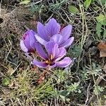 Crocus sativus Çiçek