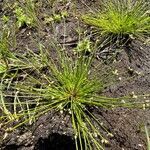 Isolepis cernua Blomst