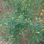 Adenocarpus complicatus Flor