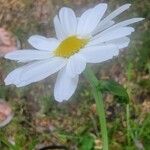 Leucanthemum vulgareBlomma