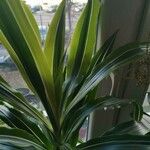 Dracaena reflexaᱥᱟᱠᱟᱢ